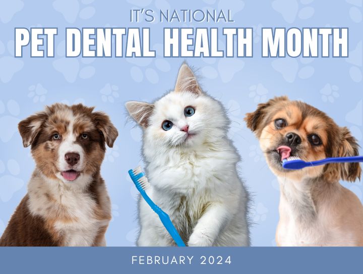 National Pet Dental Health Month